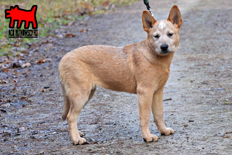 Ashkii the Blue Heeler - Synaptic Endeavors